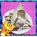 為您介紹-白糖粉魚片(金泉興包裝)又稱大豬公 白糖粉魚片(金泉興包裝)又稱大豬公