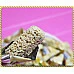 為您介紹-正宗元祖五穀雜糧牛奶燕麥巧克力一台斤裝-源頭直接供貨 正宗元祖五穀雜糧牛奶燕麥巧克力一台斤裝-源頭直接供貨