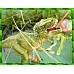 為您介紹-超級擬真的恐龍公仔商品-大隻款暴龍(專屬盒裝) 超級擬真的恐龍公仔商品-大隻款暴龍(專屬盒裝)