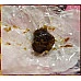 為您介紹-金箔包-正香港鄧海記陳皮李400g包-香港原裝提防假冒請認明商標 金箔包-正香港鄧海記陳皮李400g包-香港原裝提防假冒請認明商標
