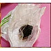 為您介紹-最頂級蜜餞的老字號金福記-香檳醉李 最頂級蜜餞的老字號金福記-香檳醉李
