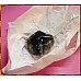 為您介紹-最頂級蜜餞的老字號金福記-香檳醉李 最頂級蜜餞的老字號金福記-香檳醉李